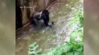 Baby Falls Into Zoos Gorilla Cage [upl. by Notyrb]