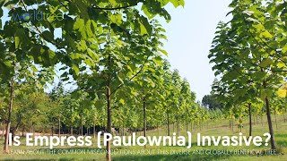 Is Empress Paulownia invasive [upl. by Rafter]