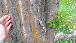 Identifying a Black Locust Tree [upl. by Khalil816]