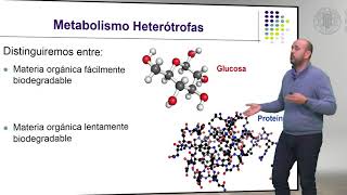 Metabolismo de las Bacterias Heterótrofas   UPV [upl. by Kcirej]