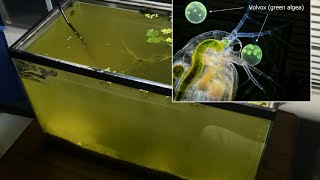 Raising Daphnia for the Freshwater Aquarium [upl. by Nohtiek]