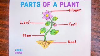 Parts Of A Plant Drawing  How To Draw Different Parts Of A Plant [upl. by Lecrad]