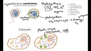 Photosynthetic Cell Structure Cyanobacteria and Algae geobiology [upl. by Artima]