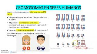 LOS CROMOSOMAS EN SERES HUMANOS [upl. by Kerad]