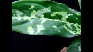 Aglaonema pictum tricolor Silent アグラオネマ ピクタム トリカラー サイレント [upl. by Scoles]