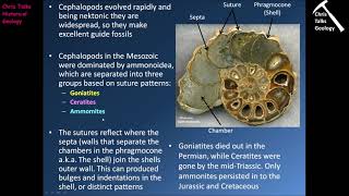 Mesozoic Life History Part 1  Part 1 [upl. by Terina]