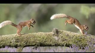 Squirrel Chirping and Barking sounds [upl. by Jamin]