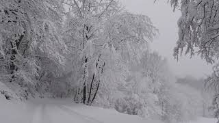 Relaxing Snowfall 2 Hours  Sound of Light Wind Breeze and Falling Snow in Forest Part 2 [upl. by Sidwel]