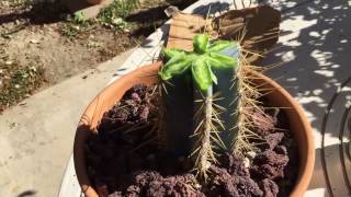 How to cut a damaged cactus to get it to produce new growth [upl. by Rockey]