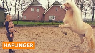 Haflinger  PaardenpraatTV [upl. by Picardi]