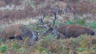 Red Deer Stags Fighting  Bradgate Park [upl. by Ilise]