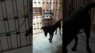 sadda kutta Tommy youtubeshorts shortfeed dog [upl. by Esekram]