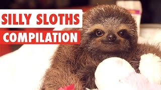 Silly Sloths Video Compilation 2017 [upl. by Dragde]