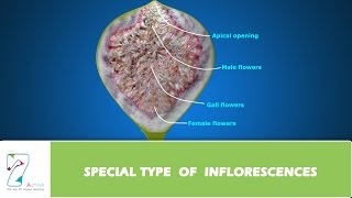 SPECIAL TYPE OF INFLORESCENCES [upl. by Ecyor]