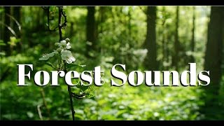 Nature sounds Meditation forest sounds of birds singing relaxation  4 minutes [upl. by Marinna444]