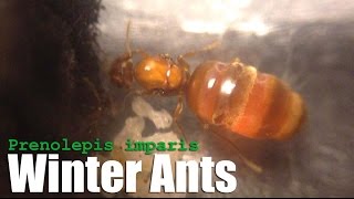 Winter Ants Prenolepis imparis False Honeypot Ants [upl. by Prober]