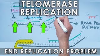 Telomerase Replication in Eukaryotes  End Replication [upl. by Aetnuahs]