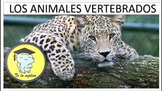 LOS ANIMALES VERTEBRADOS 2021 [upl. by Aurie]