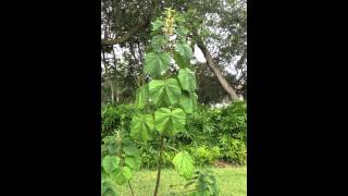 Paulownia tomentosa also known as the Empress Tree Princess Tree or Foxglove Tree [upl. by Adniral]