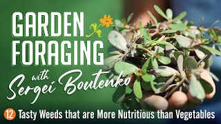 Garden Foraging 12 Tasty Weeds that are More Nutritious than Vegetables [upl. by Ttenneb577]