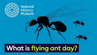 What is flying ant day  Surprising Science [upl. by Hoffman116]