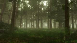 Forest Sounds  Woodland Ambience Bird Song [upl. by Annagroeg173]