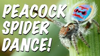 PEACOCK SPIDER Dance Party [upl. by Ellevel]