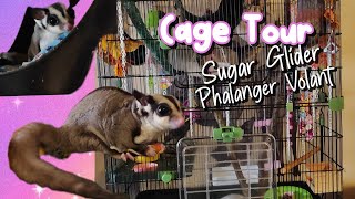 Cage Tour Sugar GliderPhalanger volant [upl. by Zielsdorf]