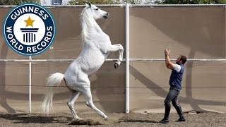 Fastest 10 M on Hind Legs by a Horse  Guinness World Records [upl. by Ydissac]