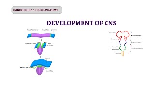 Embryology of CNS  Neuroanatomy [upl. by Haibot]