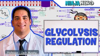 Metabolism  Regulation of Glycolysis [upl. by Novej]