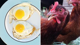 Do Eggs From Happy Chickens Taste Better [upl. by Ken]