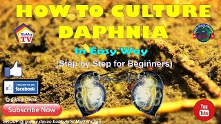 HOW TO CULTURE DAPHNIA In Easy Way [upl. by Pfaff]