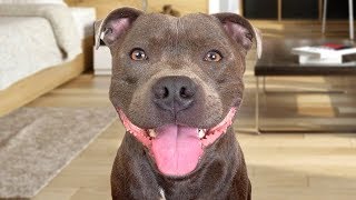 Funny American Staffordshire Terrier Videos [upl. by Enuj]