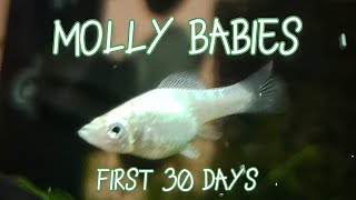 Molly Fry Growth  First 30 Days Timelapse amp Tips [upl. by Ayela156]