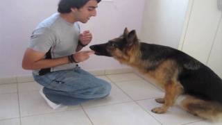 Dog Trick Tutorial quotCover your eyesquot [upl. by Bratton]