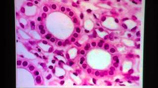 Simple Cuboidal Epithelium [upl. by Mauri]