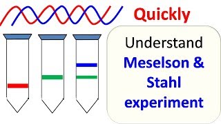 Meselson and Stahl experiment [upl. by Adnilec275]