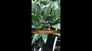 Plant Care Guide  Aglaonema Plant [upl. by Lauer]