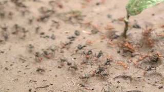 Army ants face off against the leafcutters [upl. by Prochora]