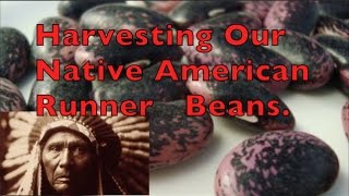 Harvesting our Scarlet Native AmericanRunner Beans [upl. by Son]