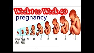 Pregnancy Week by week 1 Week to 40 Weeks  baby growth in mother womb month by month [upl. by Fenelia247]