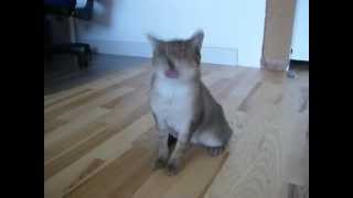 Epileptischer Anfall Katze Lila 1MOV [upl. by Barnes219]