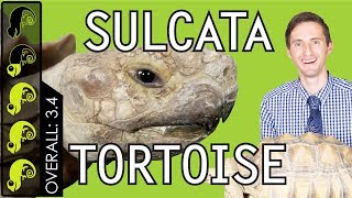 Sulcata Tortoise The Best Pet Turtle [upl. by Maren68]