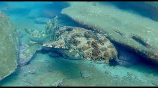 Meet the remarkable Wobbegong shark at Cabbage Tree Bay [upl. by Hannad610]