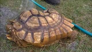 Extracting a Sulcata Tortoise From its Burrow [upl. by Forester]