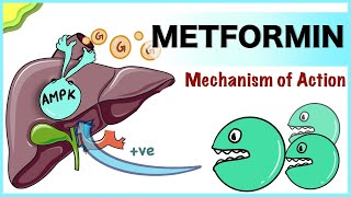 Metformin Mechanism of Action [upl. by Corinna397]