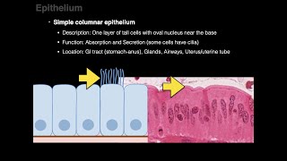 Epithelium [upl. by Ecar]