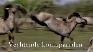 Paarden vechten in slow motion [upl. by Keriann]