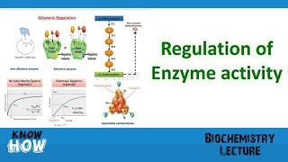 Regulation of enzyme activity [upl. by Colton]